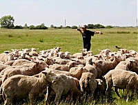 В закарпатському підприємстві "Агростар" - 700 овець
