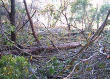 Закарпаття: Природоохоронна прокуратура вказала на неналежну охорону лісу від незаконних порубок