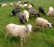 Закарпаття: На гірській Міжгірщині взялися за популяризацію коней і овець 