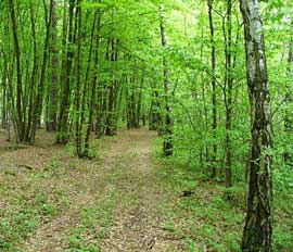 У 2007 році в Карпатах збудують 800 км лісових доріг