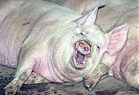 Закарпаття: У свинокомплексі "Чопівське" на Мукачівщині вирощують понад 3 тисячі голів свиней