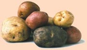 На Закарпатті продають італійську і єгипетську картоплю