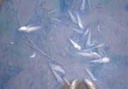 Екологи стверджують, що в загибелі риби в каналах на Ужгородщині винна спека