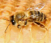 У вересні на Закарпатті відбудеться велика міжнародна конференція з бджільництва