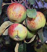 Інтерес до закладання яблучних садів на Закарпатті залишається високим
