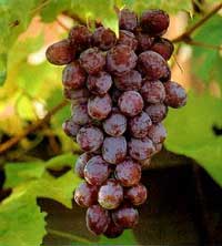 Замовлення на розробку проектів виноградників на Закарпатті зросли втричі