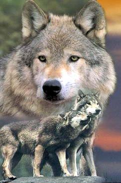 Мешканців Закарпаття влітку 2008 року  можуть заїсти ...вовки!
