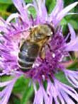 Закарпаття перенасичене бджолами