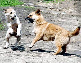 В Ужгороді бродячі пси вже стали загрозою мешканцям міста