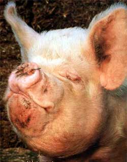 Закарпатським свиням загрожує африканська чума