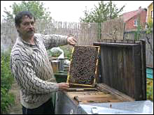 Закарпаття перенасичене бджолами?