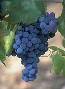 В Україні буде створена Держінспекція з виноробства і виноградарства, регіональне відділення якої працюватиме в Ужгороді