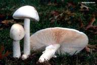 Закарпаття: Щоб і в ліс ходити, і грибів не боятися!