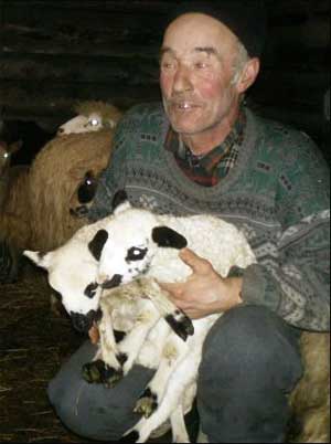 Михайло Бобик із Синевира на Закарпатті показує приплід овець 