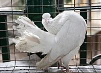 У Мукачеві відбулася виставка голубів та декоративних птахів