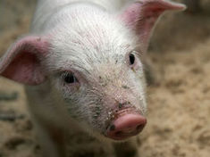 Єврокомісія заборонила імпорт і експорт свиней зі Словаччини через спалах свинячої чуми