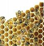 Свалявський бджоляр Михайло Циганин виробляє найкращий мед у Європі