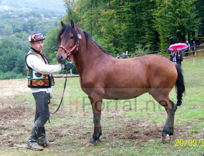 ІІІ-й конкурс коней гуцульської породи пройшов у закарпатському санаторії "Квітка полонини"