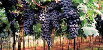 18 тонн італійського винограду вилучили в українця на кордоні з Угорщиною