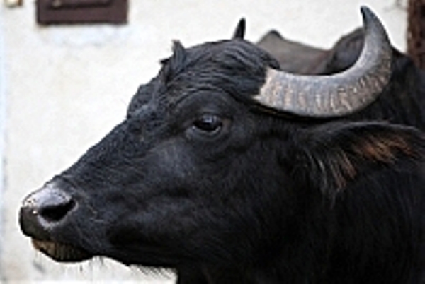 Понад 700 років на Закарпатті живуть буйволи 