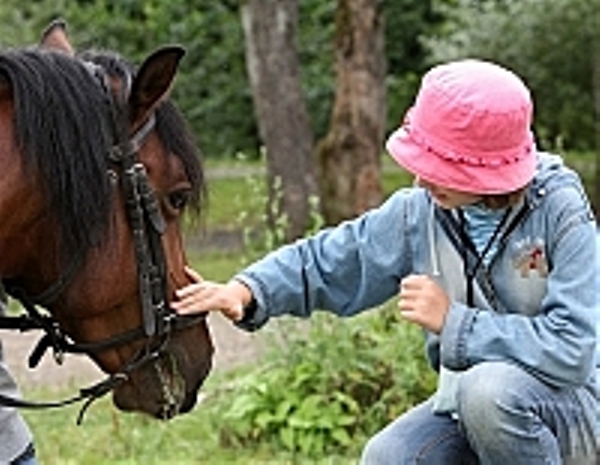На Закарпатті впроваджують гіпотерапію з гуцульською породою коней