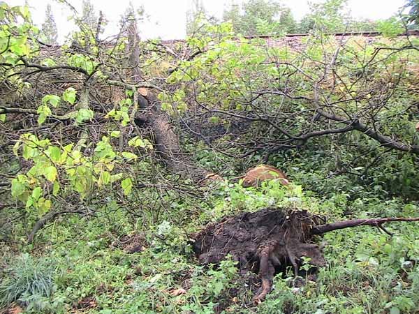 Страшна буря, що вночі пронеслася Ужгородом, завдала чимало лиха: повалено електричні та телефонні стовпи, понівечено рекламні щити, зламано і вирвано з корінням дерева