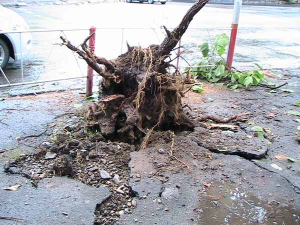 Страшна буря, що вночі пронеслася Ужгородом, завдала чимало лиха: повалено електричні та телефонні стовпи, поламано рекламні щити, повалено дерева