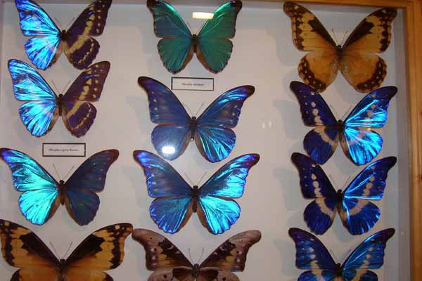 Маленькі українці Угорщини відвідали Музей метеликів