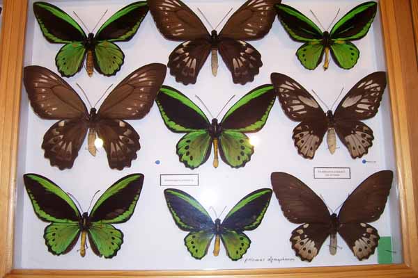 Маленькі українці Угорщини відвідали Музей метеликів