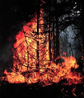 Рятувальники Закарпаття закликають бути обережними з вогнем у лісах Карпат