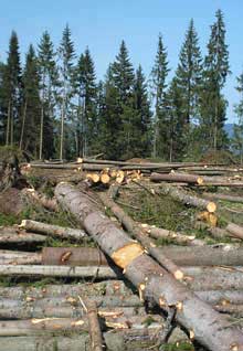 Закарпатські держекологи виявили незаконні рубки лісу та трелювання деревини по руслу гірських річок