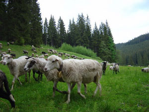 У День бика на Закарпатті випроваджують у гори вівчарів з отарами