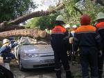 Закарпаття: Свалявські рятувальники "звільнили" "Мерседес" з-під дерева