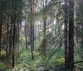 Закарпаття: На Ужгородщині FORZA опікується юними лісниками
