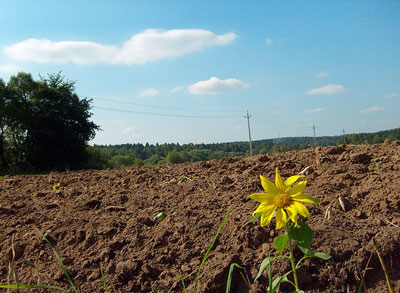 Закарпаття: На Ужгородщині є чимало "ласих" клаптиків землі