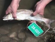 На Закарпатті діє регіональна програма відтворення лососевих риб