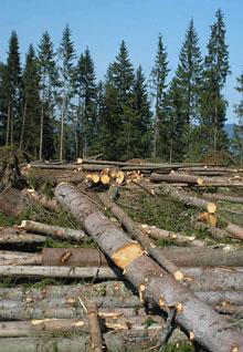 Верховну Раду закликають заборонити вирубування лісів в Українських Карпатах 