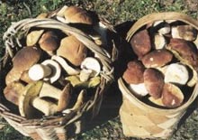 На Закарпатті 7-річна дівчинка отруїлася грибами