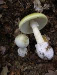 На Закарпатті збільшується кількість отруєнь грибами