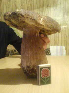 Закарпатець-заробітчанин знайшов на Полтавщині понад кілограмового білого гриба (ФОТО)