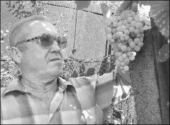 Михайло Майструк з Ужгорода вирощує виноград без кісточок. Цього року він уродив дуже гарно