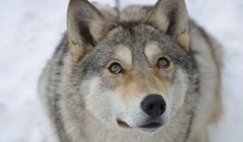 На Закарпатті через сильні морози вовки з'явилися поблизу людського житла