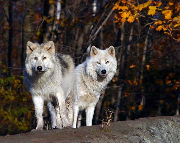 Закарпатське село Синевирська Поляна залишилося без собак - їх з'їли вовки