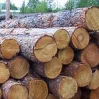 У Тячівському районі Закарпаття закрили черговий підпільний деревообробний цех