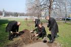 Під час санітарного місячника у Мукачеві висадили понад 400 порід дерев