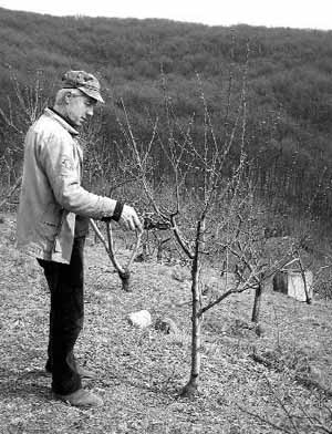 Закарпатський фермер збирає 20 тонн персиків за сезон