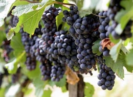 На Міжгірщині виноградарі-аматори поділилися досвідом