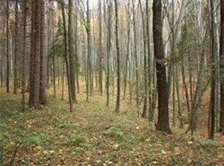 На закарпатській Великоберезнянщині розглянули проект впорядкування лісів  на найближчі десять років