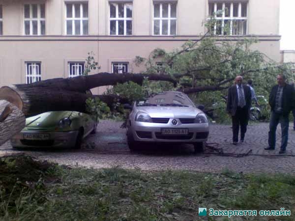 17 травня в м. Ужгород біля будівлі Закарпатської ОДА дерево, що впало, розчавило припарковані поруч з ним автівки 