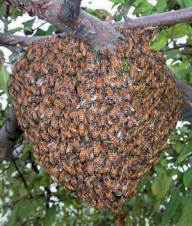 В Ужгороді людей налякав рій бджіл